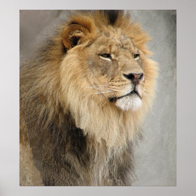 Poster lion art (Frente)