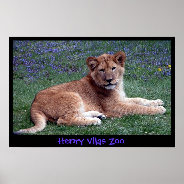 PÔSTER LION CUB (Frente)