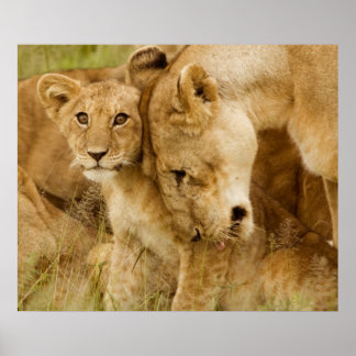 Poster Lion Cub & Mother