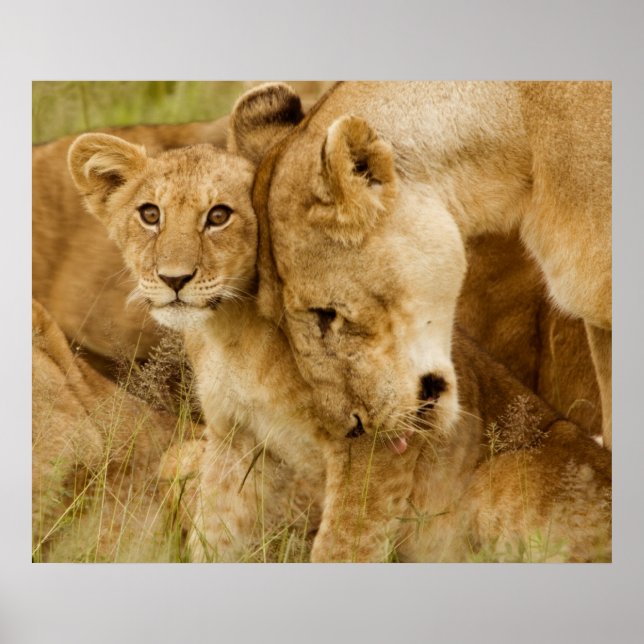 Poster Lion Cub & Mother (Frente)