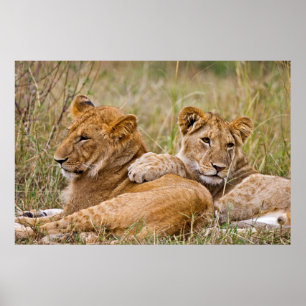 Poster Lion Cubs