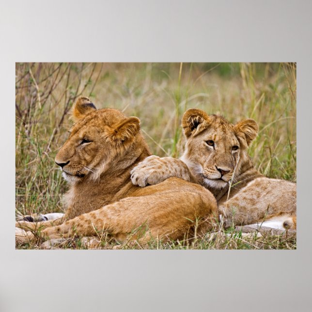 Poster Lion Cubs (Frente)