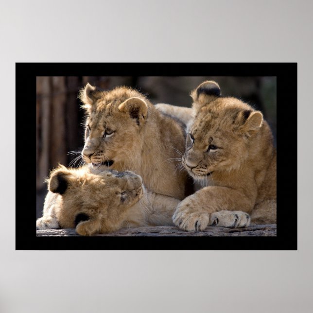 Poster Lion Cubs (Frente)