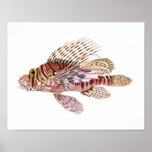 Pôster Lion Fish Print no. 8 Beach House Decor Art