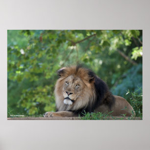 Poster Lion Lounging em uma Floresta