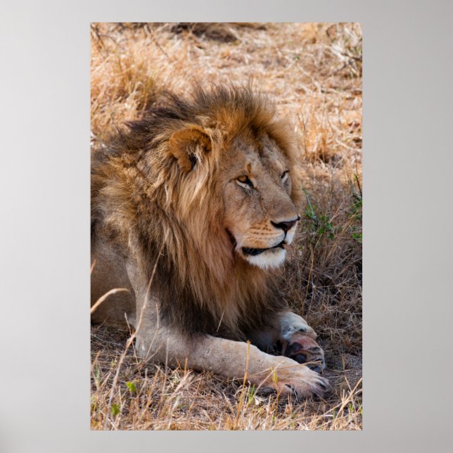 Pôster Lion Maasai Mara National Reserve, Quênia (Frente)