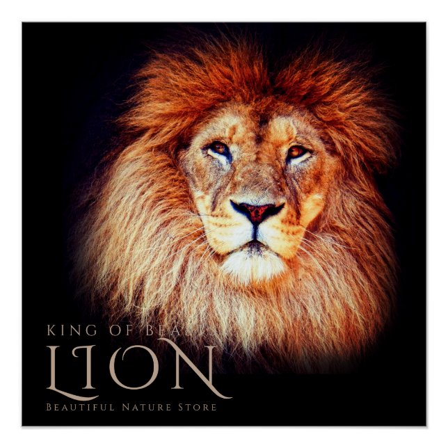 Pôster Lion [Perfect Poster] (Frente)