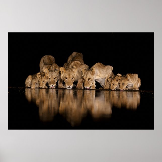 Poster Lion Pride Drinks at the Water Hole at Night (Frente)