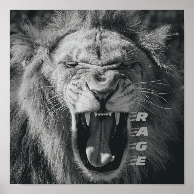 Poster Lion Rage Black and White Roar (Frente)
