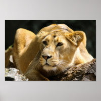Lionalidade