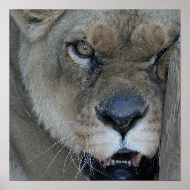 Poster Lioness 007 (Frente)