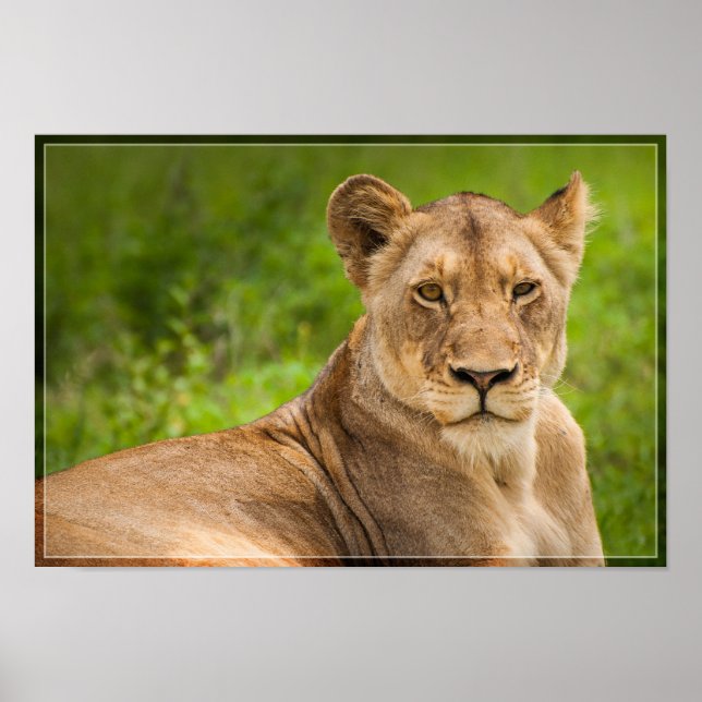 Poster Lioness 2 (Frente)