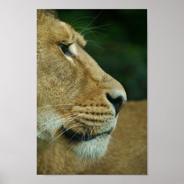 Poster Lioness Retrait (Frente)