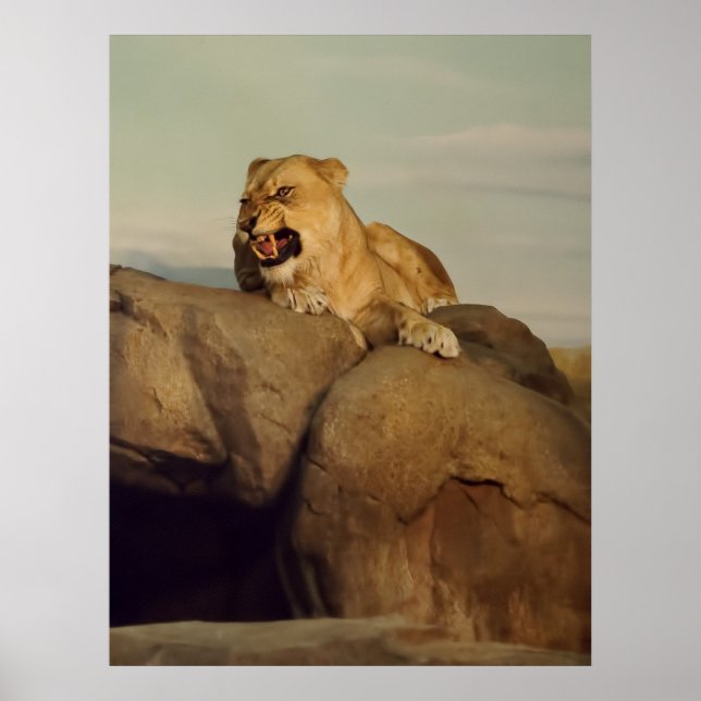 Poster Lioness showing off (Frente)