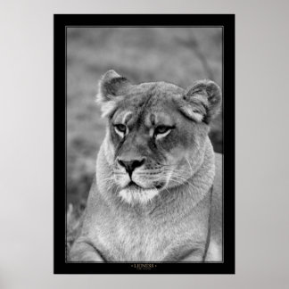 Poster Lioness (Versão BW)