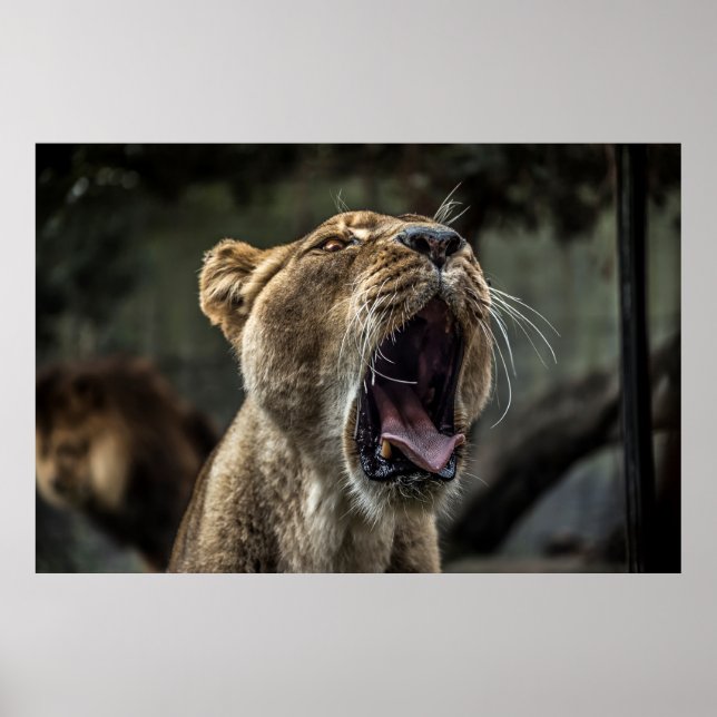 POSTER LIONESS YAWNING (Frente)