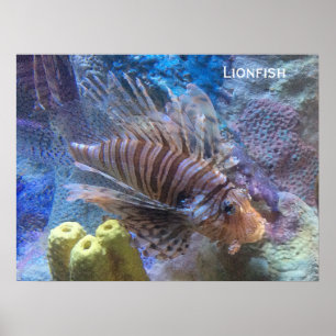 Pôster Lionfish