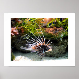 Poster Lionfish