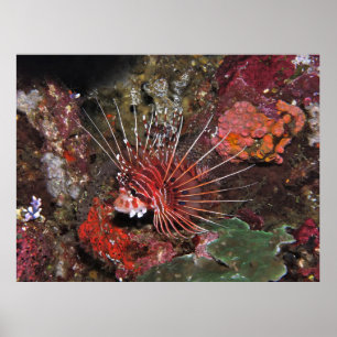 Poster Lionfish de duas pontas