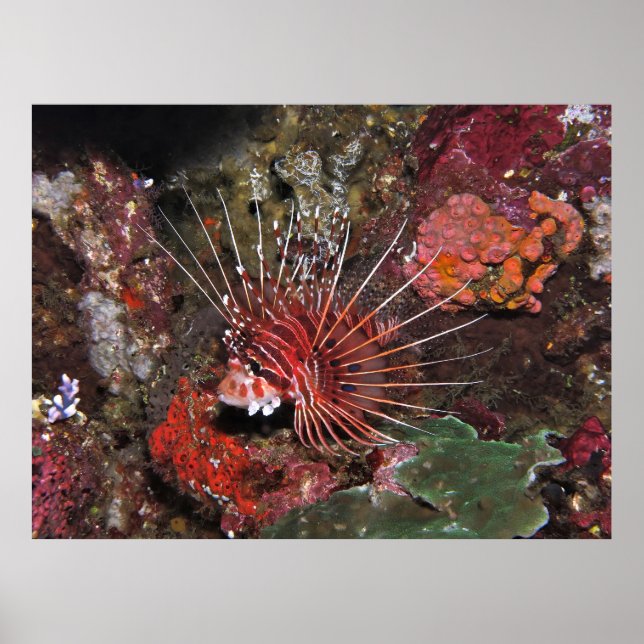 Poster Lionfish de duas pontas (Frente)