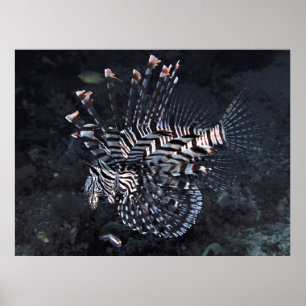 Poster Lionfish do Triângulo Coral