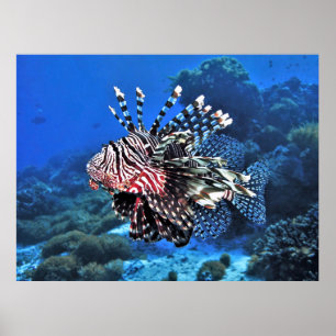 Poster Lionfish-Komodo