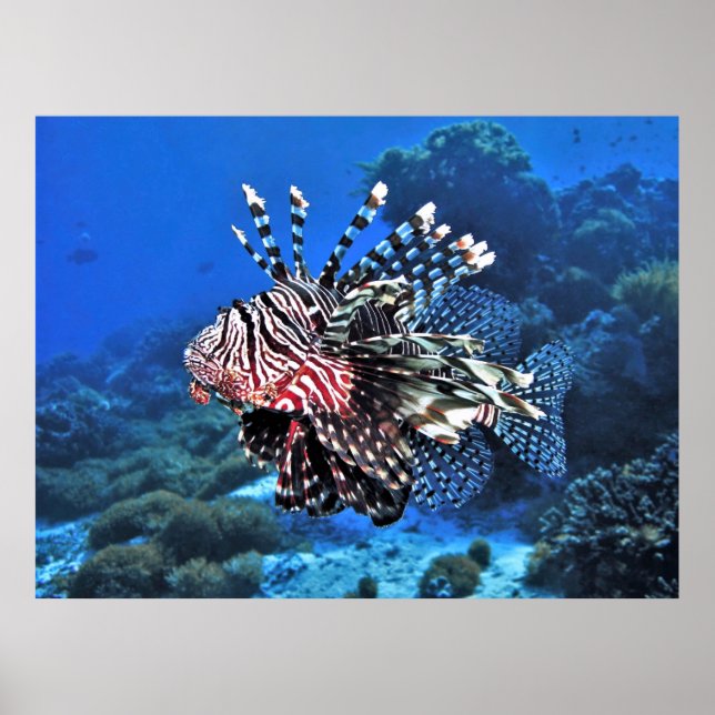 Poster Lionfish-Komodo (Frente)