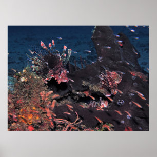Poster Lionfish Party