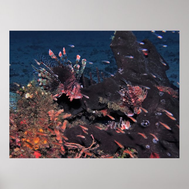 Poster Lionfish Party (Frente)