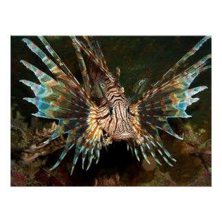 Pôster Lionfish perto! Foto muito próxima e intensa |