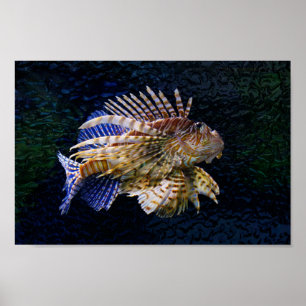 Poster Lionfish Print