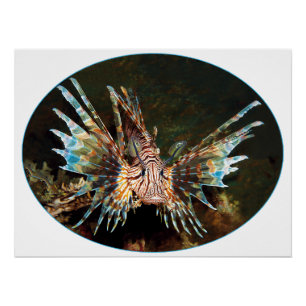 Pôster Lionfish, Raja Ampat - design fotográfico  
