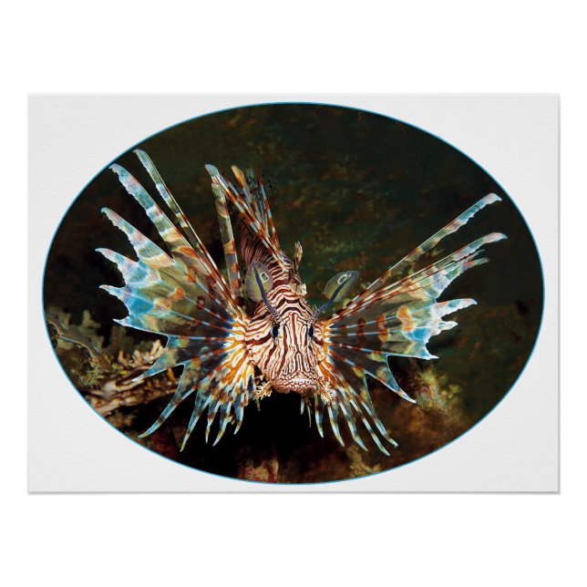 Pôster Lionfish, Raja Ampat - design fotográfico | (Frente)