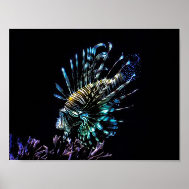 Poster Lionfish swims (Frente)