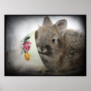 Pôster Lionhead Bunny e Teacup