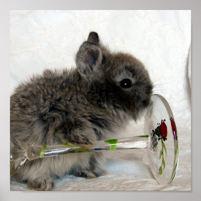 Pôster Lionhead Bunny e Wineglass (Frente)