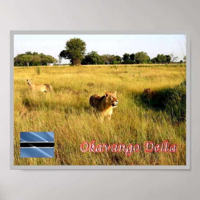 Poster LIONS Okavango Delta - (Frente)