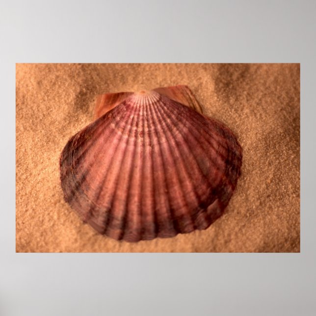 Poster Lions Paw (Frente)