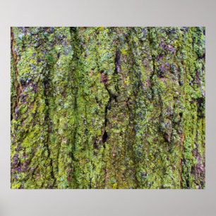Poster Líquen Verde na Casca da Árvore Natureza