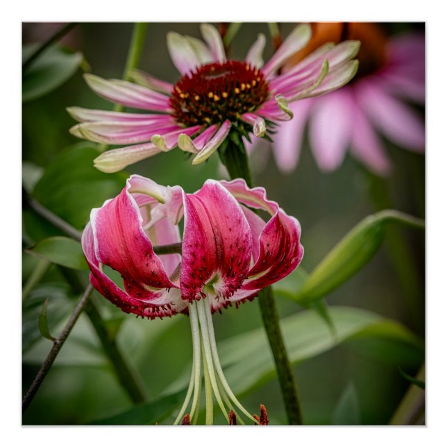 Pôster Lírio  (Frente)