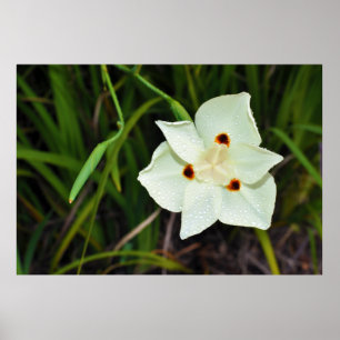 Poster Lírio africano bicolor da quinzena da íris de
