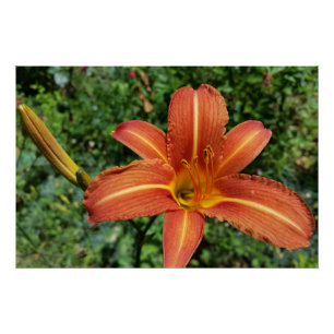 Pôster lírio brilhante