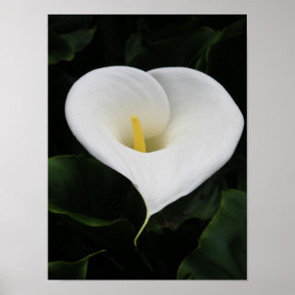 Pôster Lírio Calla
