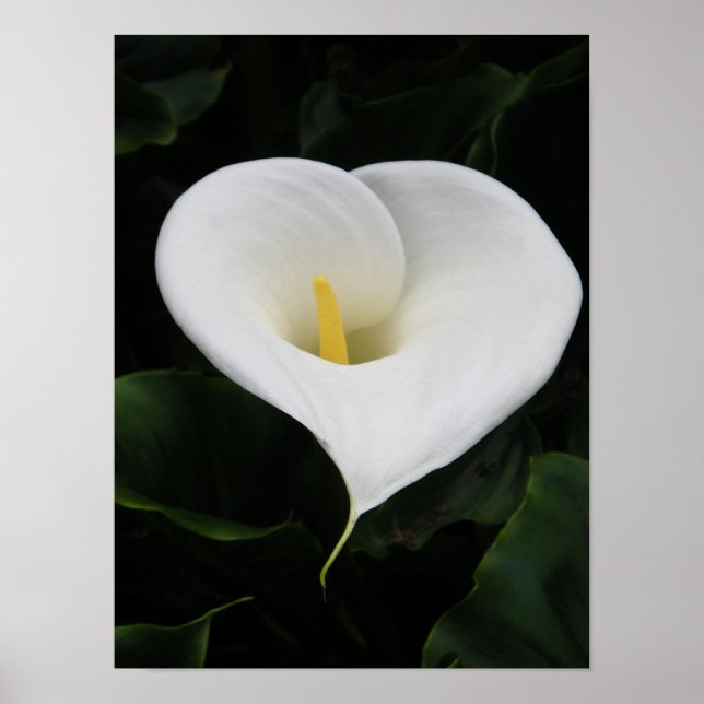 Pôster Lírio Calla (Frente)