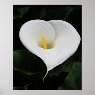 Poster Lírio Calla