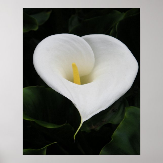 Poster Lírio Calla (Frente)