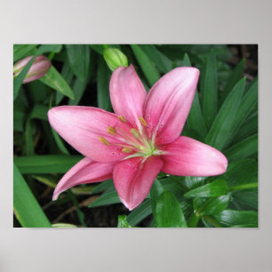 Poster Lírio cor-de-rosa