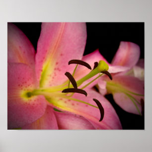 Pôster Lírio cor-de-rosa da perfeição