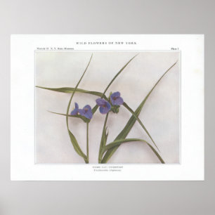 Pôster Lírio da aranha; Spiderwort - virginiana do