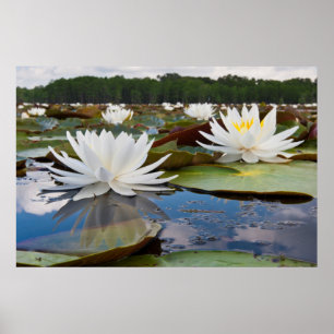Pôster Lírio de Água Fragrante (Nymphaea Odorata) no Cadd